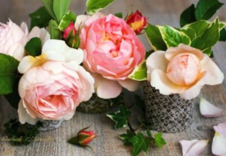 Pink  roses - delicate, pink, soft, beautiful, flowers, fragrance, still life, roses, natural, photography, nature, colors