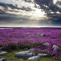 Purple Edelweiss on the Hudson Bay in Canada