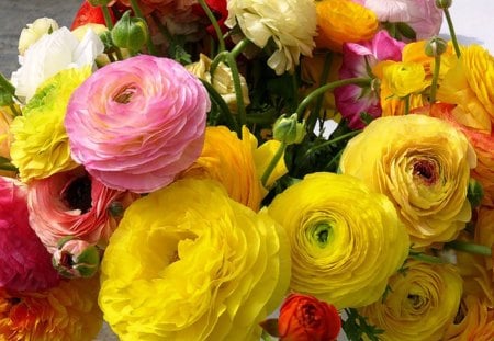 Ranunculus - delicate, yellow, beautiful, flower, plant, pink, bouquet, colorful, nature, red, garden