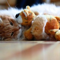 Adorable kitten with his loving friend 