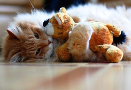 Adorable kitten with his loving friend  - loving, friend, toy, playing, cat, animal, kitten, cute, adorable