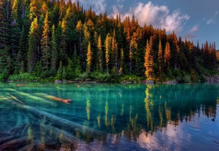 Clear Lake - river, autumn, log, lake, forest, emerald