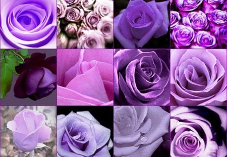 Purple  roses - buds, roses, flowering, different, collages, nature, purple, shades, flowers, colors