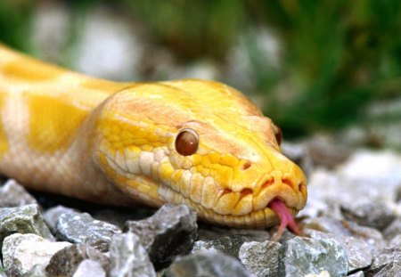 Yellow snake - animal, pink, year of the snake, yellow, snake, chinese zodiac, serpent, reptile, leaf, nature, stone, 2013, green