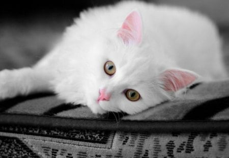 Adorable cat - animal, pink, cute, cat, adorable, nose, white, lovely, fur