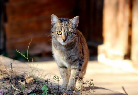 Cat - paws, face, pretty, cute, beautiful, kitty, cats, kitten, lovely, cat face