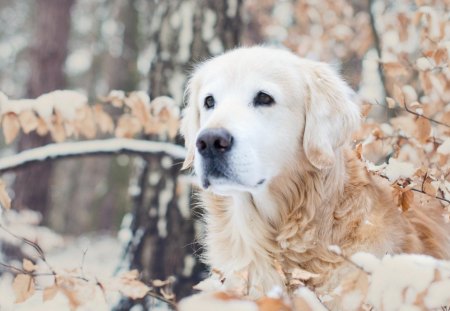 Dog - labrador, cold, dog, snow, winter, tree