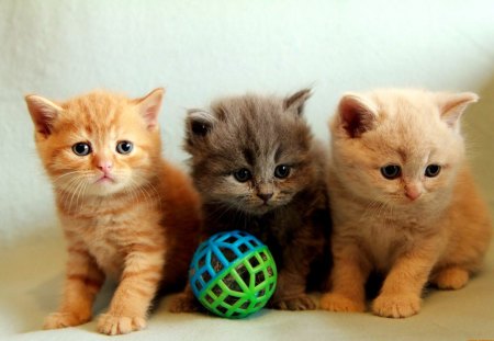 Three kittens - adorable, fluffy, animals, kittens, ball, playing, kitties, three, cats, friends, sweet, photo, cute