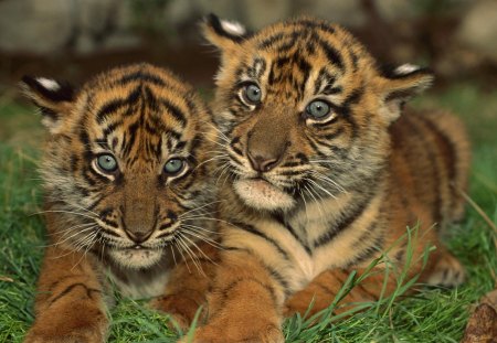 two cute cubs - cute, cubs, baby, two