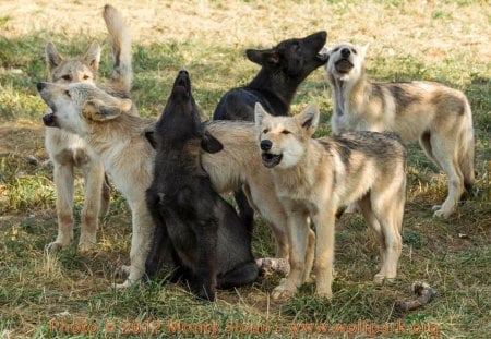 The Pack - wolfrunning, snow, dog, mythical, the pack, wisdom beautiful, grey wolf, timber, canis lupus, abstract, spirit, friendship, howling, grey, white, nature, arctic, wallpaper, majestic, wolf, canine, pack, wild animal black, wolf wallpaper, winter, wolf pack, quotes, howl, wolves, black, lobo, lone wolf, solitude