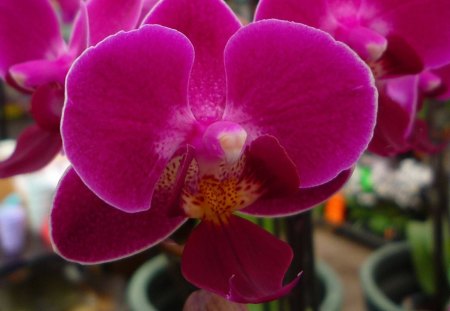 purple orchid - purple, flowers, orchid, beautiful