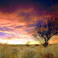 Almond Tree Antelope Valle