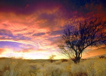 Almond Tree Antelope Valle - tree, antelope, valle, fields