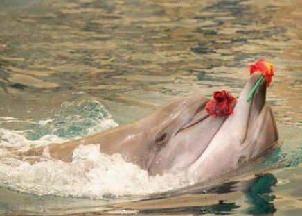 Dolphin Love - laughing, dolphins, water, laughing cute, sea, red roses, love, happy