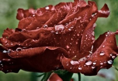 *** Beautiful velvet rose and dew drops *** - nature, beautiful, velvet, flowers, rose, flower