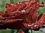 *** Beautiful velvet rose and dew drops ***