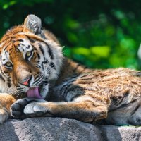 Tiger Grooming