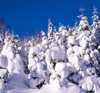 Blue sky and lots of snowy trees