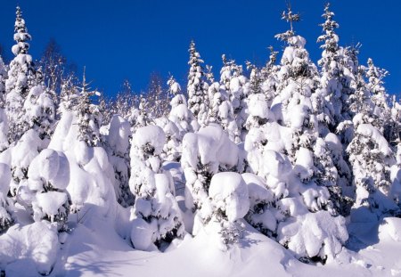 Blue sky and lots of snowy trees - sky, tree, blue, snow