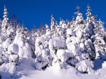 Blue sky and lots of snowy trees