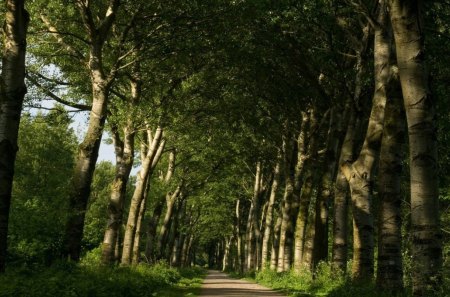 bospad broekpolder - tree, forest, grass, road