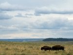 buffalo in the field