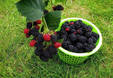 Blackberry - blackberry, red and black, food, nice, fruits