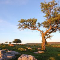 open field and tree