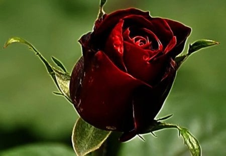 Red rose - beauty, beautiful rose, soft, delicate, rose, softness, petals, flower, red rose