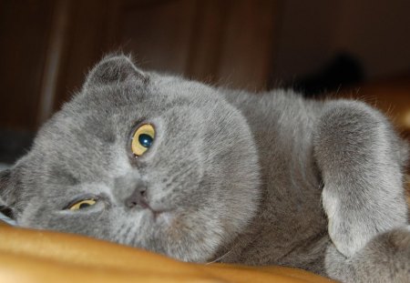 gray cat - gray, cat, animals, eyes