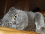 gray cat