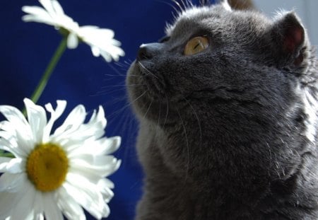 gray cat and flowers - flowers, cat, gray, kitten