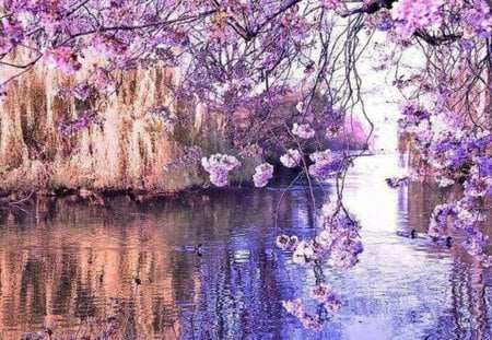 Beautiful view - trees, water, lovely, beautiful view, shining, purple, river, pink, blossom, flowers