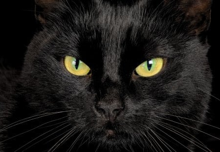 black cat eyes - black, cat, eyes, kitten