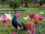 Peacock in the Garden