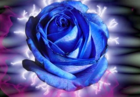 Blue Rose - white, purple, beautiful, petals, colored background, blue rose