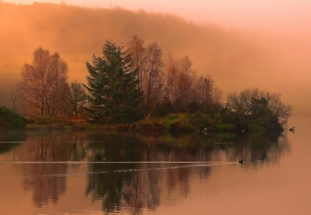 magical island lake in coral morning - morning, coral, ducks, lake, island