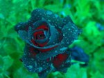 Wet blue rose