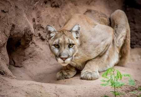 *** Puma ... wild big cat *** - big, animal, animals, cat, puma, wild