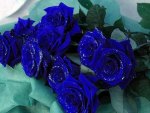 Beautiful Blue Roses