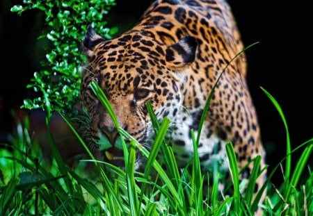 *** Jaguar *** - animal, animals, jaguar, grass