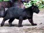 *** Black Panther ***