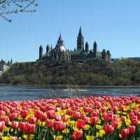 yellow flowers and a castle