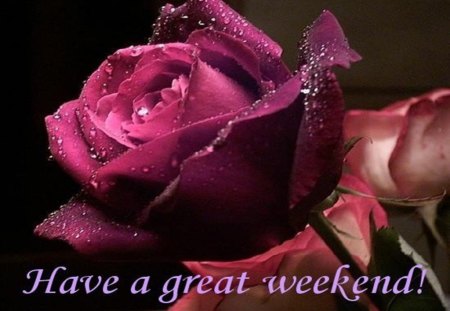 Have a great weekend - wet, rose, weekend, relaxation, pink, red, claret roses, flower, drops