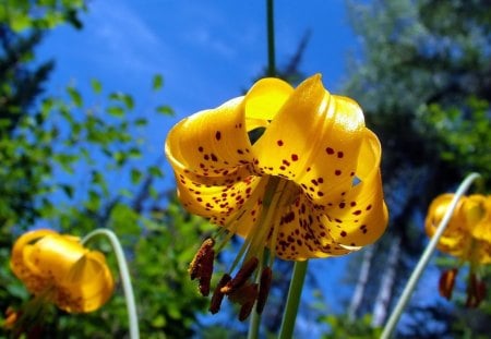 yellow flower - flower, tree, yellow, wilds