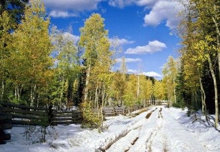 Early Winter Forest Road Scene - winter, early, tree, snow