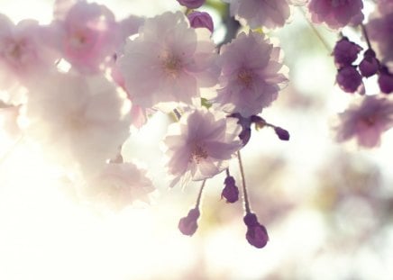 * Warm spring * - nature, warm, blossom, warmth, flowers, spring