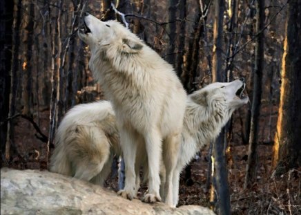 Wolves Howling - howl, forest, arctic, predator