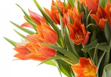 * Lovely tulips * - flowers, tuips, bouquet, lovely bouquet