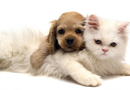 True Friendship♥ - sweethearts, forever, brown, dog, together, lovely, true friendship, love, cat, white, friends, animals